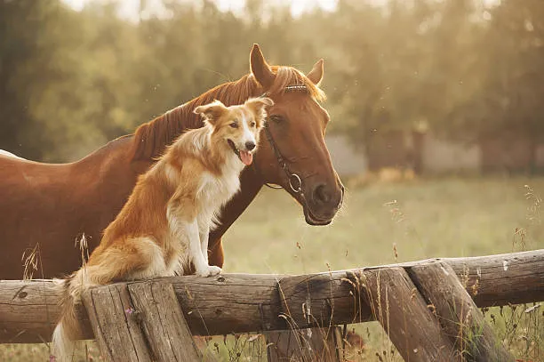 perro acompañado de un cavallo refiriendose a que se pueden tratar con el método soma