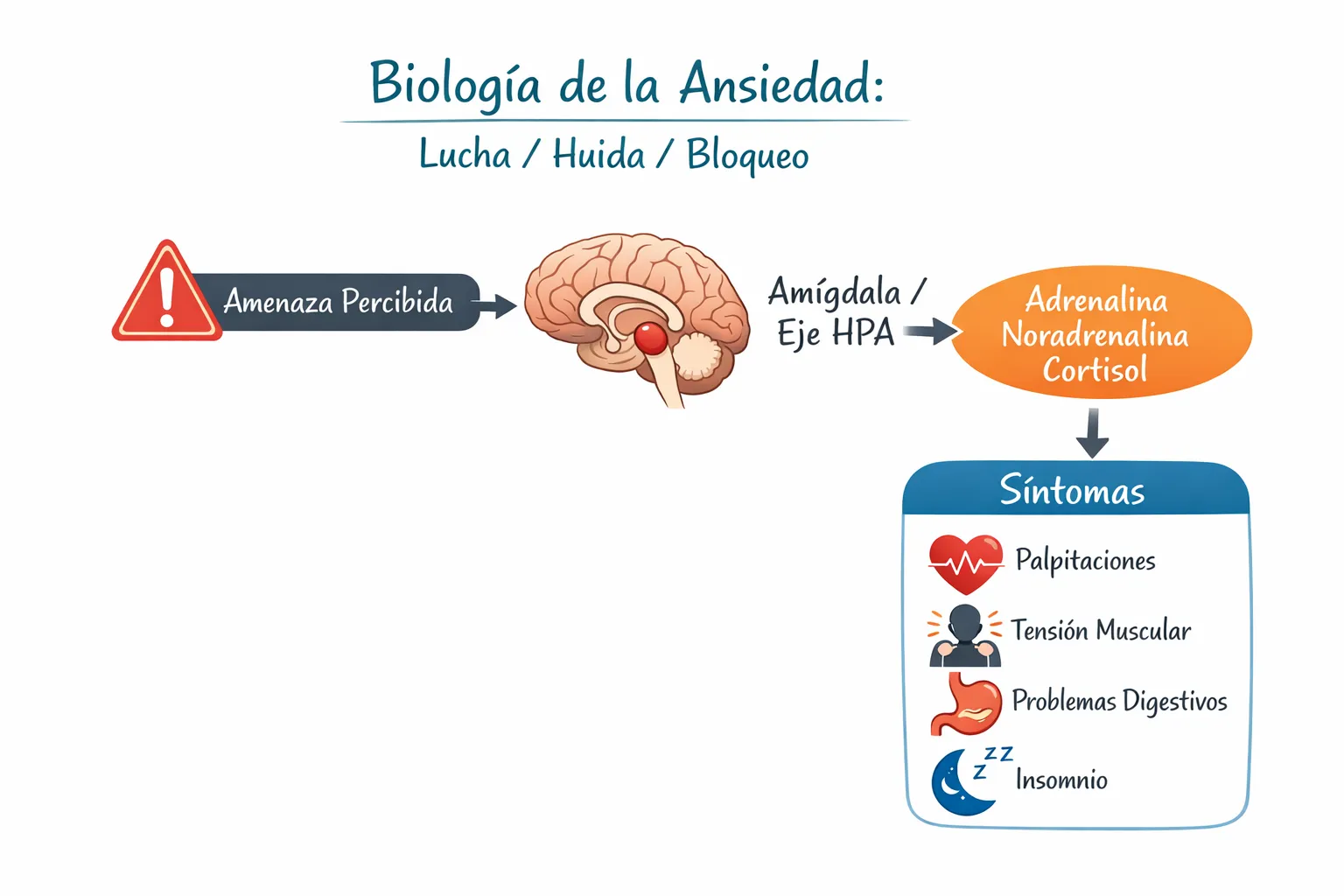 Infografía sobre mecanismos de la ansiedad
