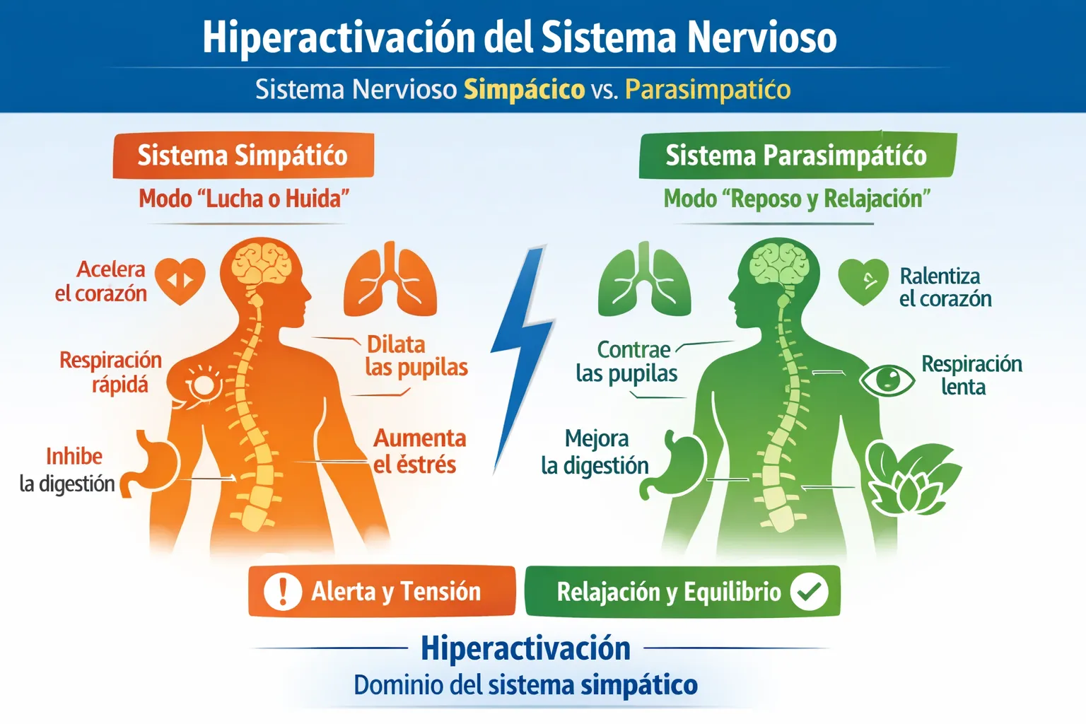 hiperactivación sistema nervioso explicación