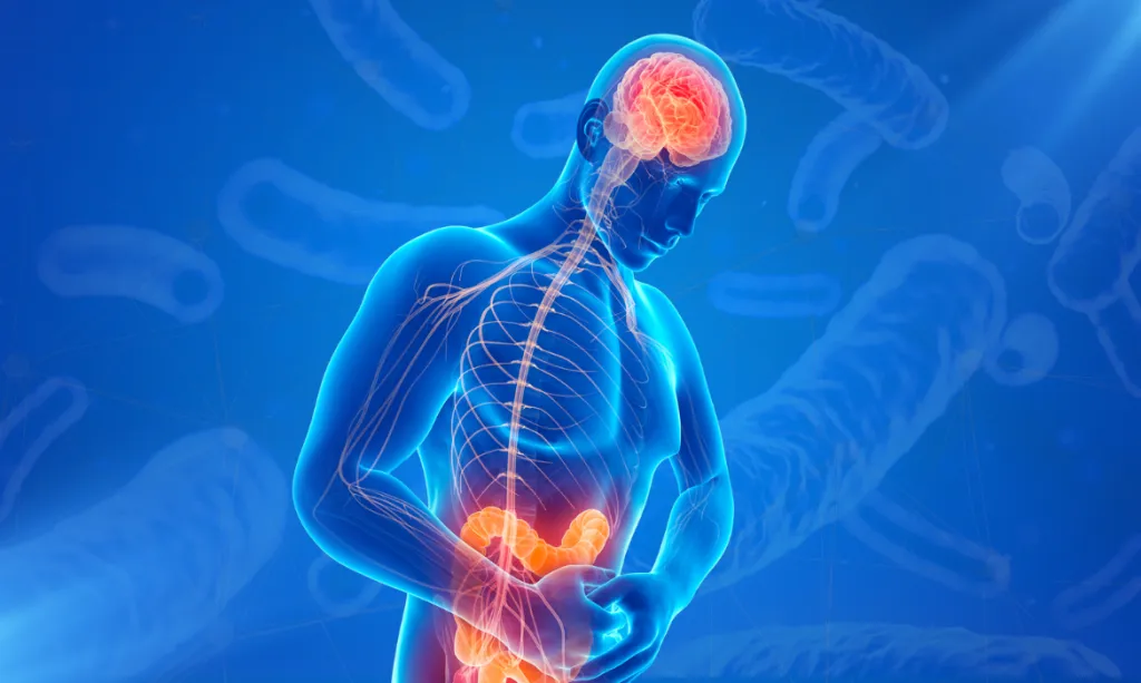 eje intestino cerebro conexión explicación visual