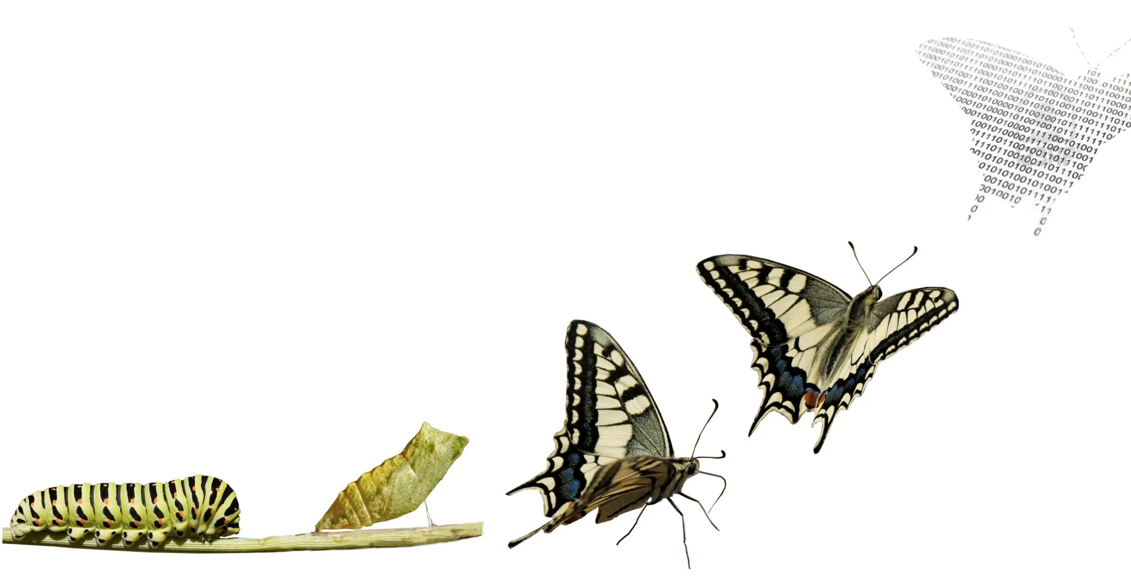 Oruga transformándose en mariposa